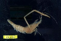 藏品(沼蝦)的圖片